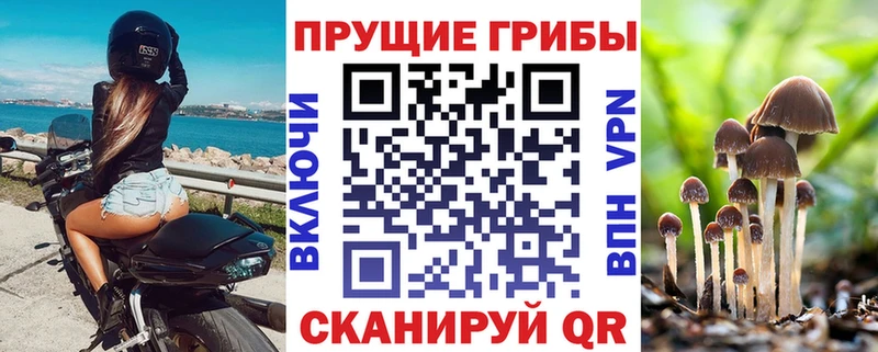 площадка какой сайт  Людиново  Галлюциногенные грибы мицелий 
